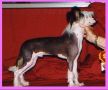 Mohawk Wild Thing Chinese Crested