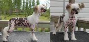 Crestyle Then came Me Hl Chinese Crested