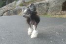 Lintika's Belawin Chinese Crested