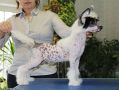 Optimist Collection of Russia Chinese Crested