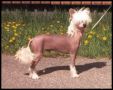 Lionheart Katch A Killer Chinese Crested
