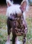 Jr's Pay Mrs. Piper Chinese Crested