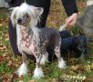 V�r�sen It's A Mystery Chinese Crested
