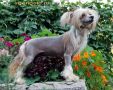 Irgen Gold Nick Nolty Chinese Crested