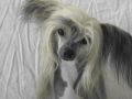Betty Boop Du Domaine Du President Chinese Crested
