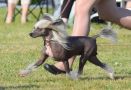 Very Special Princes de la Roses Chinese Crested