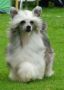 Sun-Hee's Best Of The Best Chinese Crested