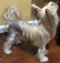 Ridgelake Meant To Be Number One Chinese Crested