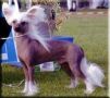 Suanho's Tomahawk Chinese Crested