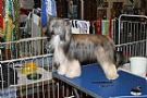 Chinois Beowolf Chinese Crested