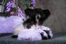 Luxurious Harley Davidson Chinese Crested