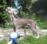 Stormblstens Devil Made Me Do It Chinese Crested