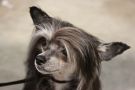 RCrested Jada The Crown Jewel Chinese Crested