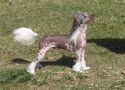 Bodeswell Life of the Party Chinese Crested