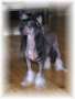 Vanitonia Sky's The Limit Chinese Crested
