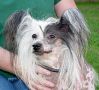 Wildwood's Pippen Of Saxony Chinese Crested