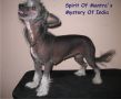 Spirit Of Mantra's Mystery Of India Chinese Crested