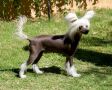 Krishna's I Love Lucy O'Tamarlane Chinese Crested