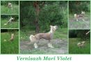 Vernisazh Mari Violet  Chinese Crested