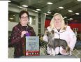 GCH JL's Pawprints into Twilight Chinese Crested