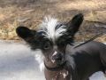 Sherabill Soul Stripper Chinese Crested