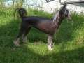 Limber Shanique Diamond Place Chinese Crested