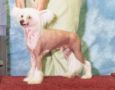 Silver Bluff Calvin Klein Chinese Crested