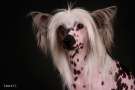 Omegaville Bringin Sexy Back Chinese Crested