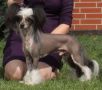 The Dark Side of the Moon atSilkyence N'Co Chinese Crested