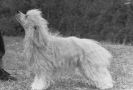 Clashda's Golden Cascade For Jhanchi Chinese Crested