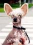 Zhannel's Never Give Up Chinese Crested