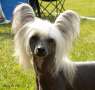 Krysolit Breeze-Algot Chinese Crested