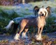Tizzy All In One Chinese Crested