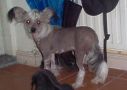 Magic'N Mystic A Touch Of Heaven Chinese Crested
