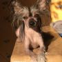 Cherniy Prince Chinese Crested