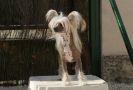 Givenchy Little champs Chinese Crested
