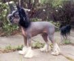 Zhannel's Hocus Pocus Chinese Crested