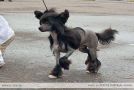Lanart Color of Night Chinese Crested