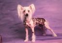 Gingery's French Vanilla Chinese Crested