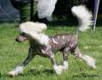 Twice as Nice Take the Stage Chinese Crested