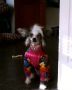Caprioso Day-Sy-Star Chinese Crested