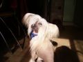 Show Boy Chinese Crested