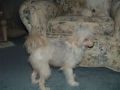 Dee-Kay's gingersnap krackle N' Pop Chinese Crested