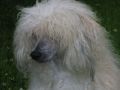 Boucle D'Or De La Vierge Dore Chinese Crested