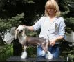 Kitaiskiy Shelk You-Only-You Chinese Crested