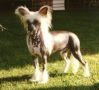 Jokima Just Immpecable Chinese Crested