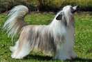 Mano Ponis Cascado Chinese Crested