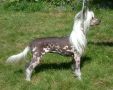 Jubilee's That Girl Chinese Crested