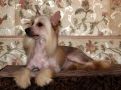 Star Dynasty Gold Chinese Crested