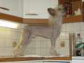 Wau Prince Charming Chinese Crested